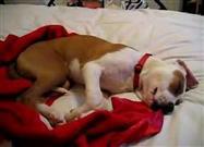 Dog Cries in Her Sleep