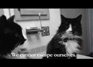 A Cat’s View of the World