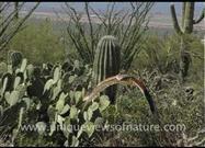 Ferruginous Hawk in Slow Motion