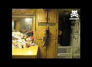 Cat vs. Helium Balloons