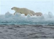 Mama Polar Bear Gives Cub a Hand