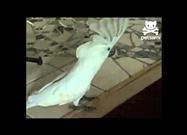Barking Bird Makes a Good Watchdog