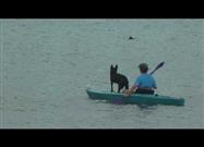 Dolphin and Dog Playing
