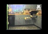 Dog Invades Kitchen Looking for Goodies
