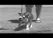 Critters Shake Themselves Dry in Slow Motion