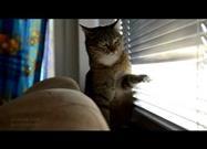 Bored Cat