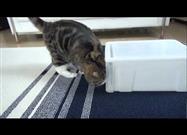 Drawer and Mouse and Maru