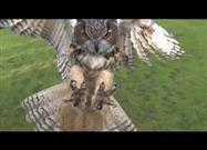 Eagle Owl in Slow Motion Flight