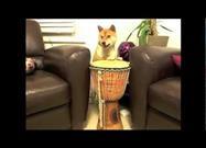 An Ordinary Dog with Extraordinary Talent