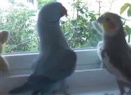 Parrot Wants Kiss from Cockatiel