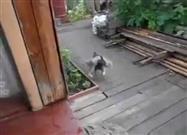 Dog Fetches Cat