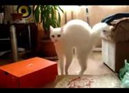 'Fraidy' Cat