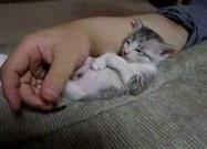 Kitty Falls Asleep