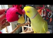 Bowie Loves Angry Bird