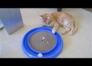 What a Great Cat Toy!