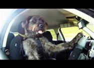 Driving School for Dogs