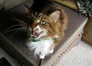 Coon Cat Crooner