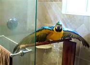 Dirty Bird Takes a Shower