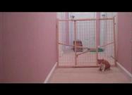 Kitten Siblings Make Their Escape