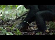 Chimps Use “Power Tools”