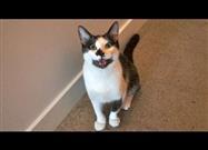 8 Signs Your Cat is Actually a Dog