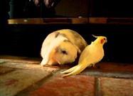 Cockatiel Sings to Bunny