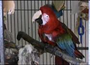 Emmett the Parrot is Healed with Essential Oils