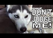 Dogs Like Socks
