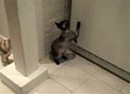 Ingenious Kitty Defies Gravity to Score Fish Sticks