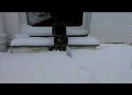 Cat Meets Snow
