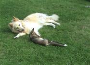 Dogs Play with Fox Cub