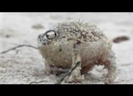 Have You Ever Seen a Desert Rain Frog?