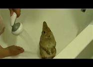 Bunny Gets a Shower
