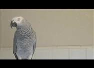Parrot Rehearses in Bathroom