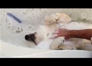 Casper el Perro Que Ama Bañarse