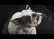 Shake: Divertido Video de Perros Sacudiéndose