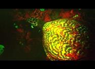 "Glowing" Sea Turtle Discovered