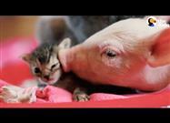 Cerdo y Gato: Mejores Amigos
