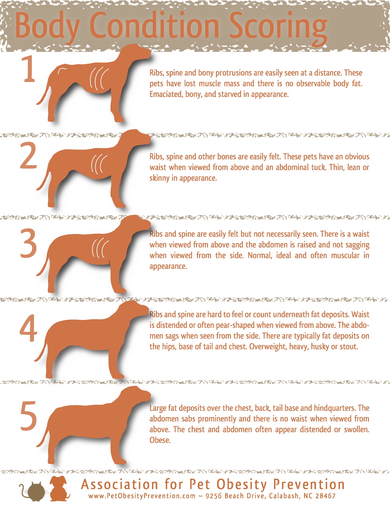 4health Puppy Feeding Chart