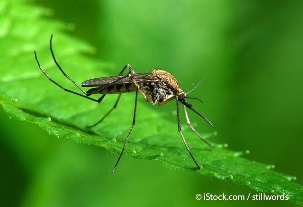 genetically engineered mosquitoes moths
