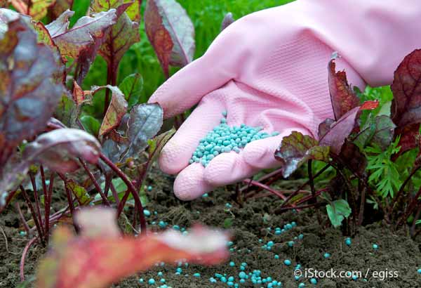 plants synthetic fertilizer