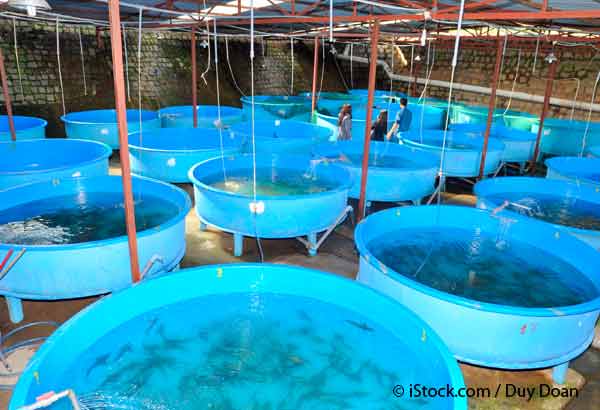 fish farms breed disease