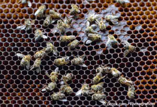 neonicotinoid pesticides bee decline