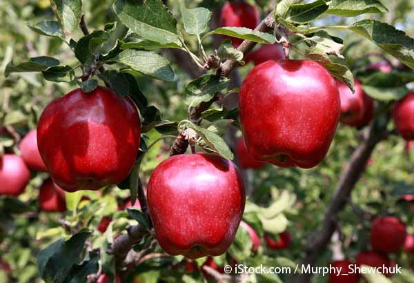 red delicious apples