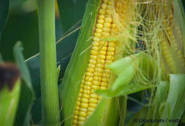 stop subsidizing monsanto corn