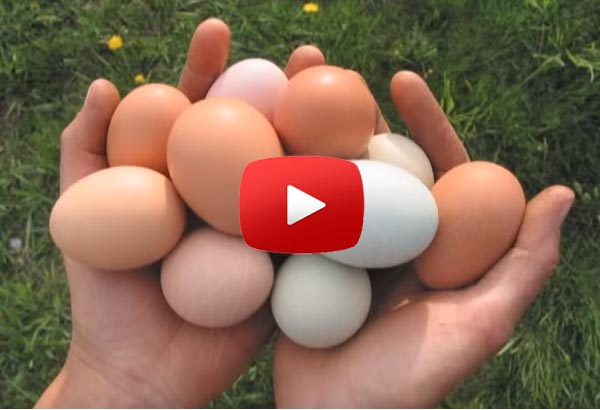 organic egg grocery store fraud