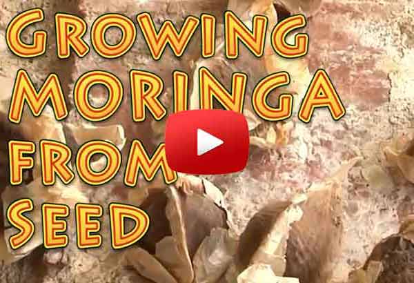 growing moringa