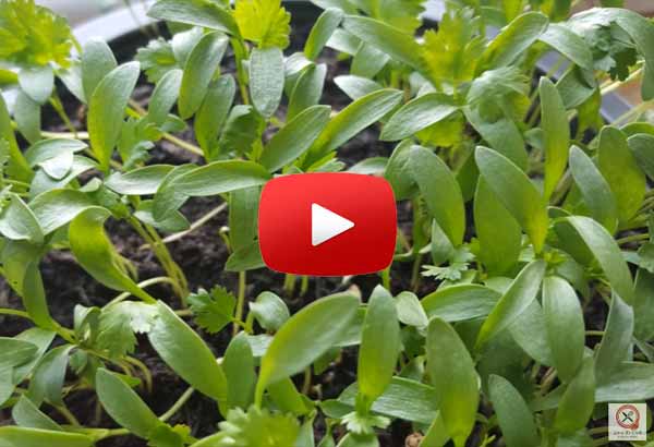 growing cilantro