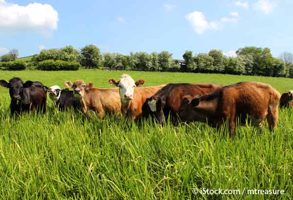 grazing cows can rejuvenate a farm