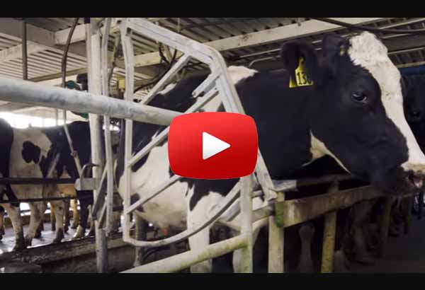big dairy war against farmers raw milk